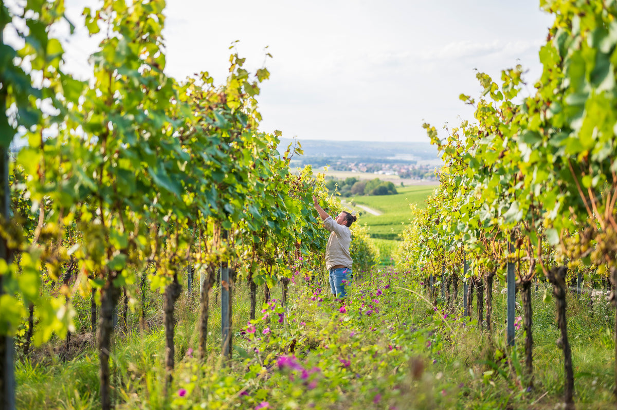 Weinberg von Weinbau Nicolas Olinger