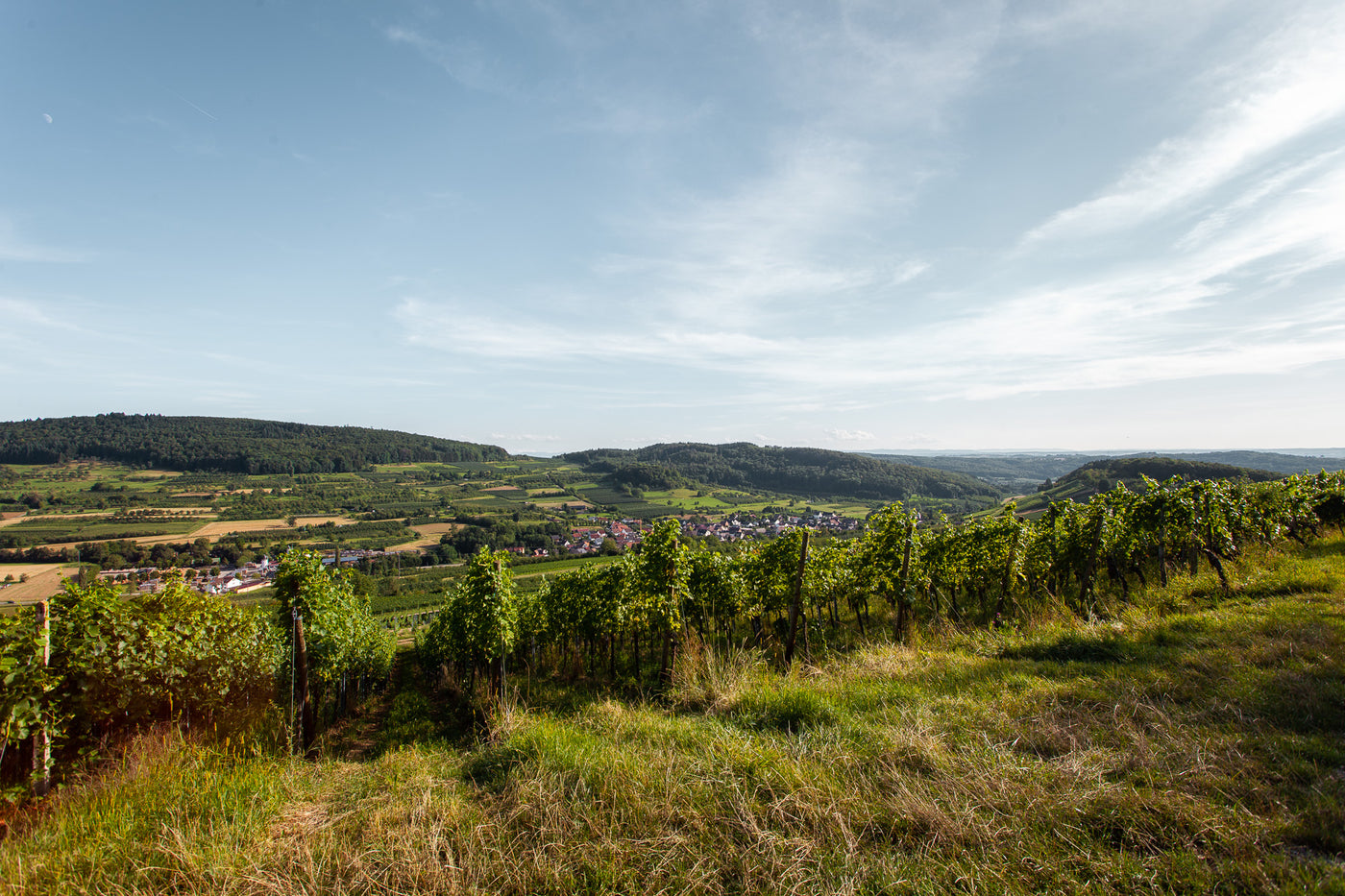 Weinberg von Weingut Greiner